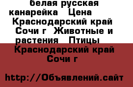 белая русская канарейка › Цена ­ 800 - Краснодарский край, Сочи г. Животные и растения » Птицы   . Краснодарский край,Сочи г.